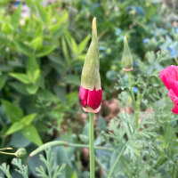 Amapola de California “Rose Chiffon” (Eschscholzia californica) semillas
