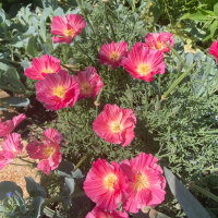 Amapola de California “Rose Chiffon” (Eschscholzia californica) semillas