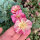 Amapola de California “Rose Chiffon” (Eschscholzia californica) semillas