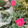 Amapola de California “Rose Chiffon” (Eschscholzia californica) semillas