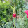 Amapola de California “Rose Chiffon” (Eschscholzia californica) semillas