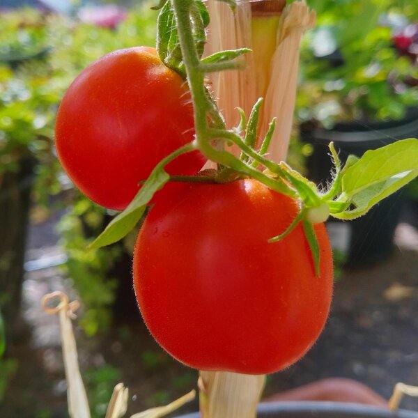 Tomato De Berao (Solanum lycopersicum) organic semillas