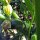 Hortalizas para principiantes para cultivar en balcones y jardines (Orgánicas) - Set de semillas