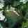 Coliflor Neckarperle (Brassica oleracea var. botrytis) orgánico semillas