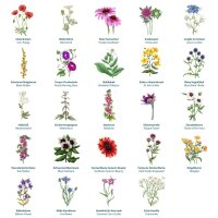 Tiempo mágico- Calendario de Adviento de semillas orgánicas - Un mar de flores silvestres