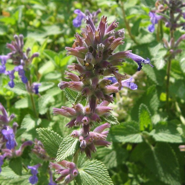 Menta gatuna (Nepeta cataria) semillas