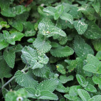 Menta gatuna (Nepeta cataria) semillas