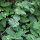 Menta gatuna (Nepeta cataria) semillas
