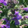 Menta gatuna (Nepeta cataria) semillas