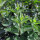 Menta gatuna (Nepeta cataria) semillas