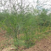 Espárrago blanco Ruhm von Braunschweig (Asparagus...