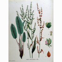 Acedera/ romaza roja (Rumex sanguineus) semillas
