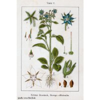 Borraja común (Borago officinalis) semillas