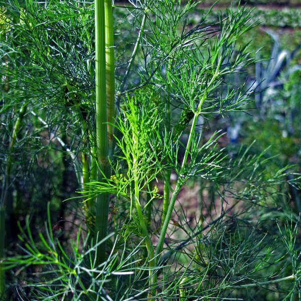 Eneldo (Anethum graveolens) semillas