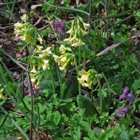 Primavera común (Primula veris) semillas