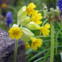 Primavera común (Primula veris) semillas