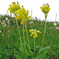 Primavera común (Primula veris) semillas