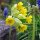 Primavera común (Primula veris) semillas
