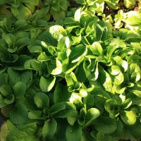 Canónigos de Corazón Lleno (Valerianella locusta) semillas