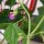 Judía Delinel (Phaseolus vulgaris) semillas