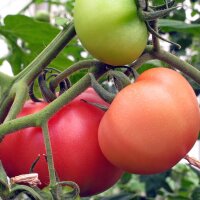 Tomate St. Pierre (Solanum lycopersicum) semillas