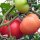 Tomate St. Pierre (Solanum lycopersicum) semillas