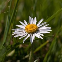 Chiribita (Bellis perennis) semillas