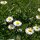 Chiribita (Bellis perennis) semillas