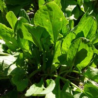 Acedera/ vinagrera (Rumex acetosa) semillas