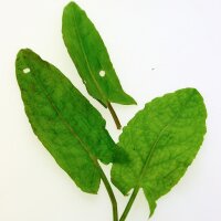 Acedera/ vinagrera (Rumex acetosa) semillas