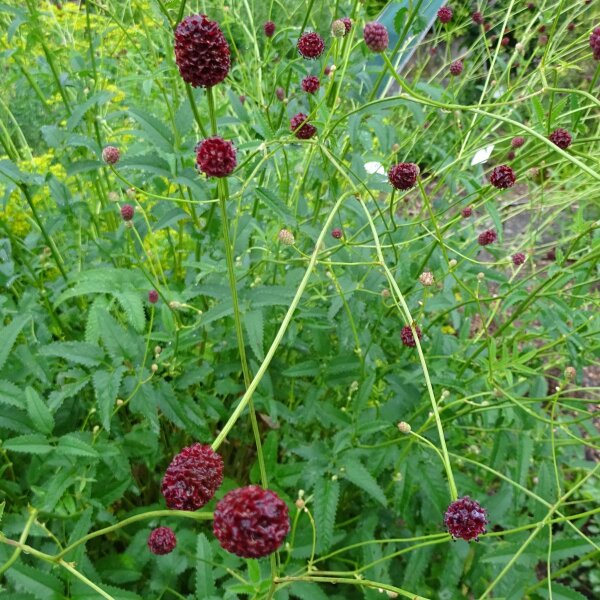 Pimpinela mayor (Sanguisorba officinalis) semillas