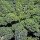 Col rizada Lerchenzungen (Brassica oleracea convar. acephala var. sabellica) semillas