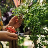 Your Garden in the City - Organic seed saving kit for all urban gardeners