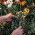 Sea of Wildflowers - Organic seed saving kit for all flower gardeners