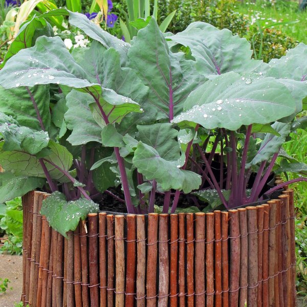 Colinabo morado "Blauer Delikatess" (Brassica oleracea var. gongylodes) semillas