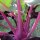 Colinabo morado "Blauer Delikatess" (Brassica oleracea var. gongylodes) semillas