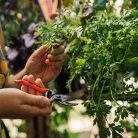 Nuestras plantas favoritas: hortalizas para jardineros urbanos (Orgánicas) - Set de regalo de semillas