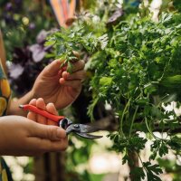Nuestras plantas favoritas: hortalizas para jardineros urbanos (Orgánicas) - Set de regalo de semillas