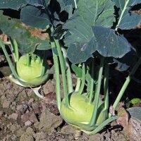 Col rábanao blanco gigante Superschmelz (Brassica oleracea var. gongylodes) semillas