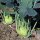 Col rábanao blanco gigante Superschmelz (Brassica oleracea var. gongylodes) semillas