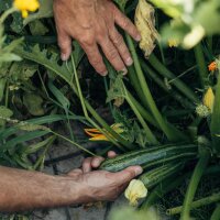 Nuestras plantas favoritas: Hortalizas mediterráneas para el autoconsumo (Orgánicas) - Set de semillas