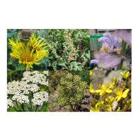 Nuestras plantas favoritas: Plantas medicinales y hierbas de incienso (Orgánicas) - Set de semillas