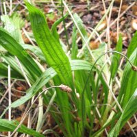 Llantén Menor (Plantago lanceolata)...