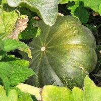 Calabaza moscada Musquée de Provence (Cucurbita moschata) semillas