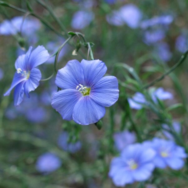 Lino, linaza (Linum usitatissimum) semillas