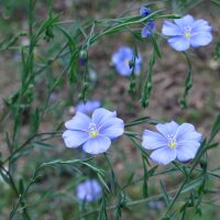 Lino, linaza (Linum usitatissimum) semillas