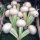 Nabo blanco de mayo Platte Witte Mei (Brassica rapa subsp. rapa var. majalis) semillas