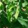 Guisante "Kelvedon Wonder" (Pisum sativum L. convar. medullare) semillas