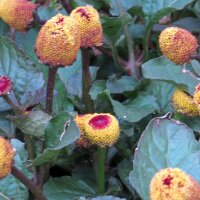 Jambú (Spilanthes oleracea) semillas