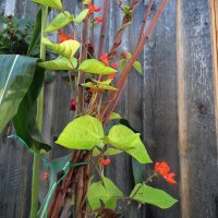 Ayocote Prizewinner (Phaseolus coccineus) semillas